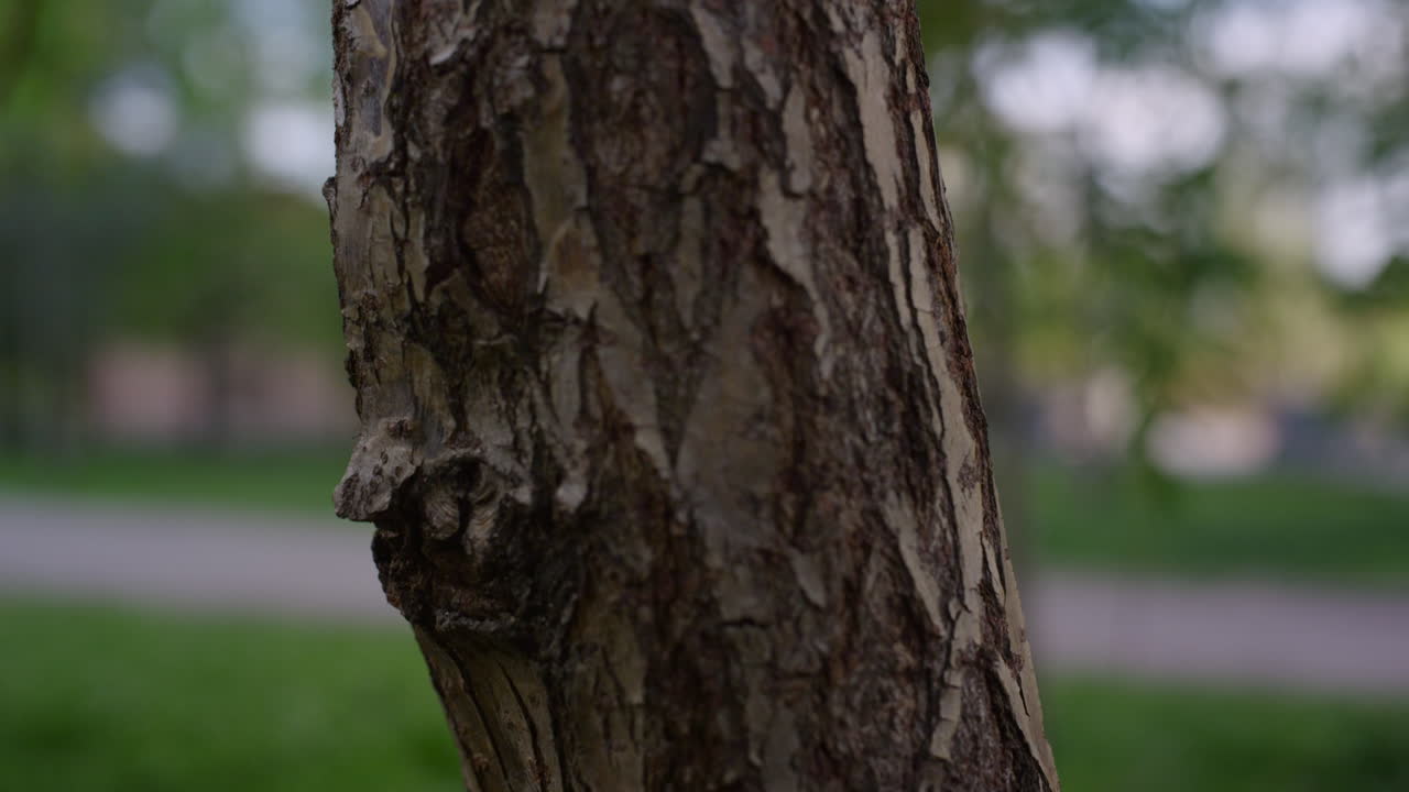 tronco de árbol en primer plano entre la hierba verde fresca en un pequeño parque. fondo de la naturaleza.