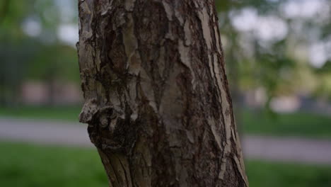 Tree-trunk-in-closeup-among-green-fresh-grass-in-small-park.-Nature-background.