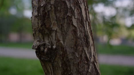 tronco de árbol en primer plano entre la hierba verde fresca en un pequeño parque. fondo de la naturaleza.