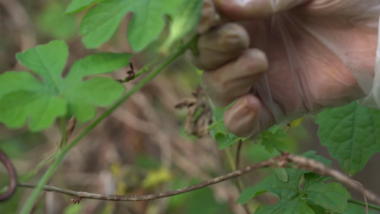 fotografía de cerca de la planta de melón amargo de kerala con kerala colgando de las vides utilizada para hacer té de hierbas saludable para la pérdida de peso