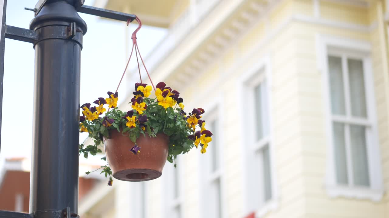 Cesto di fiori appeso su un lampione
