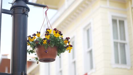 hanging flower basket on a street lamp