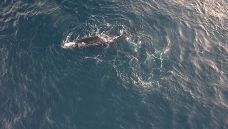 la ballena jorobada soplando agua y girando en el océano en nueva gales del sur, australia