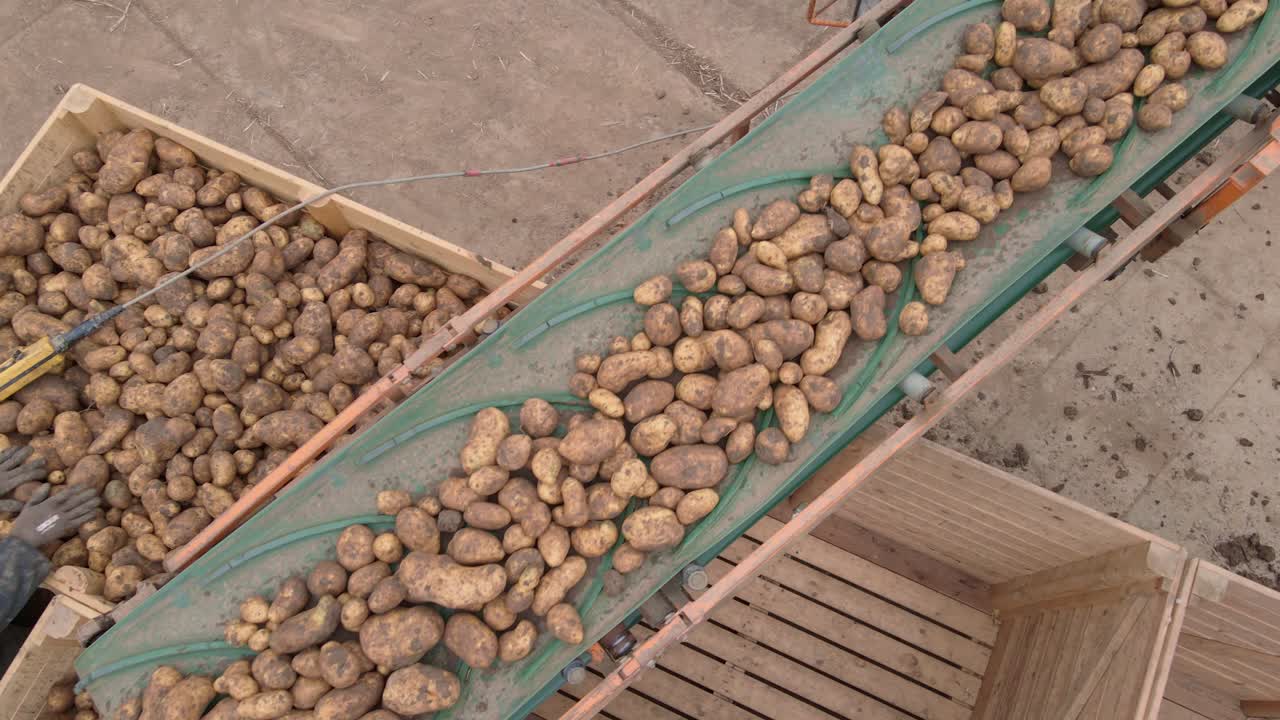 cinta transportadora que transporta la cosecha de patatas a cajas de madera