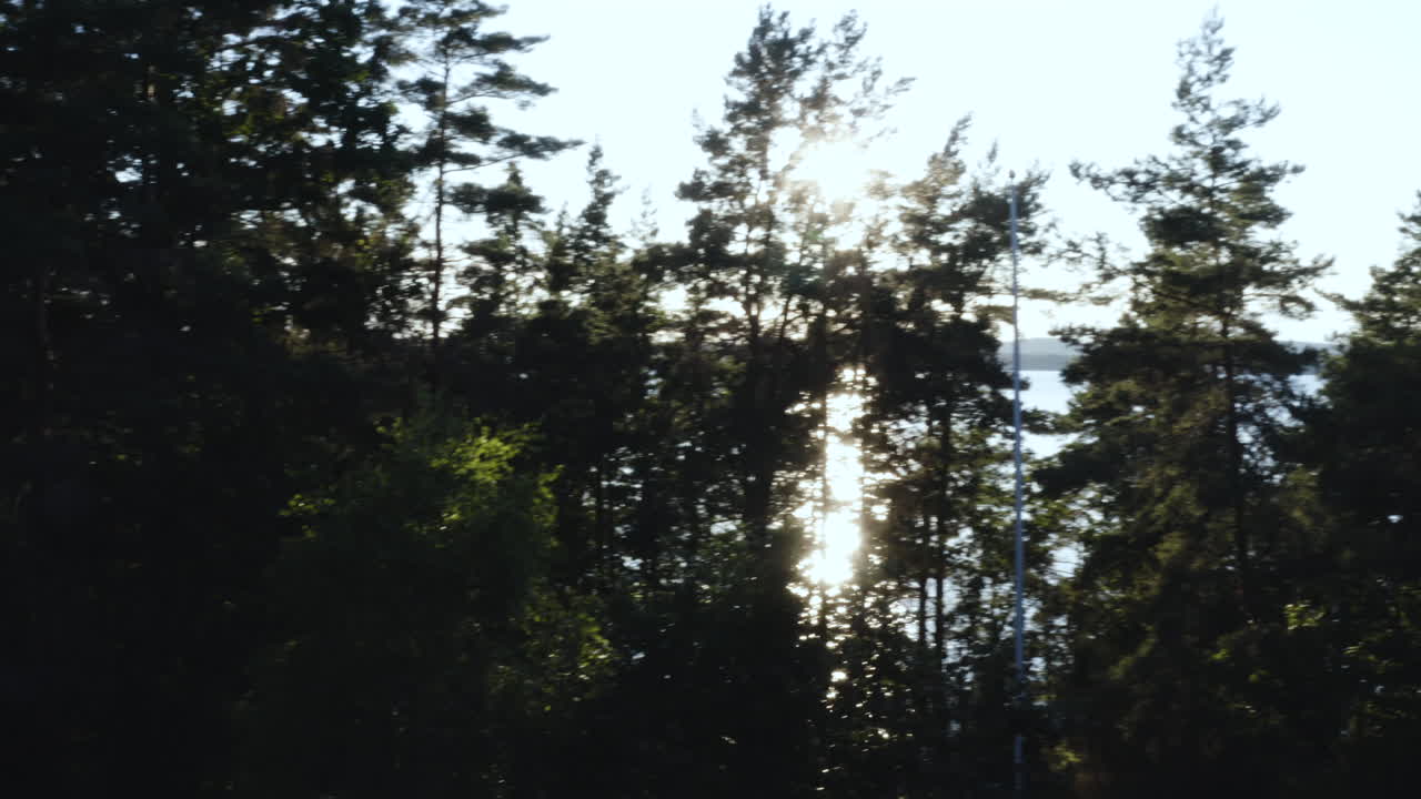 toma en movimiento de 4k de la luz del sol entre grandes árboles altos