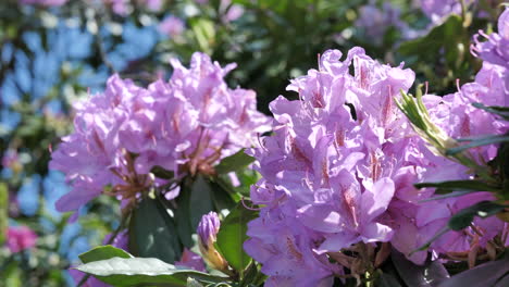 close up of pink rhododendron flower