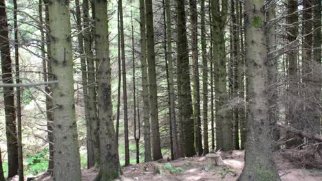 Bosque-Vacío-Con-Troncos-De-árboles-Sin-Hojas