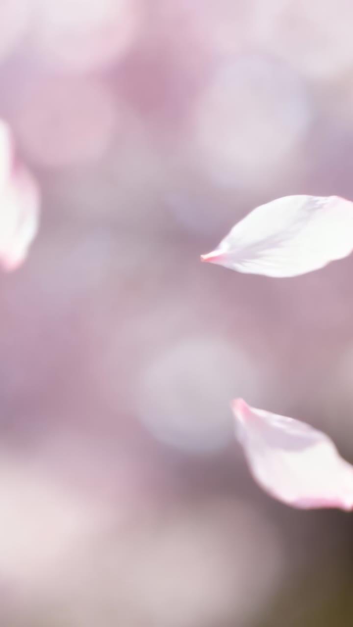 Vídeo vertical: Uma única pétala rosa-claro flutuante caindo de uma flor através de um bokeh macro, com espaço para texto