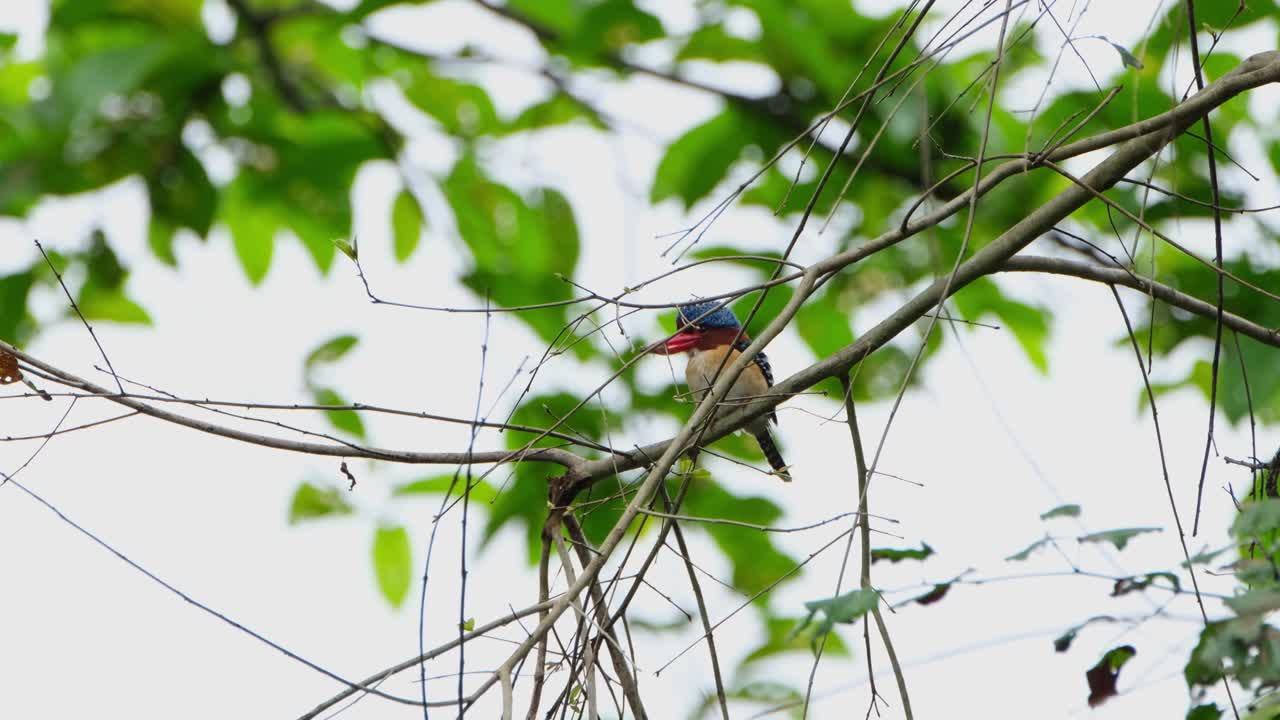 mirando hacia la izquierda visto detrás ramitas, pescador de bandas lacedo pulchella, tailandia