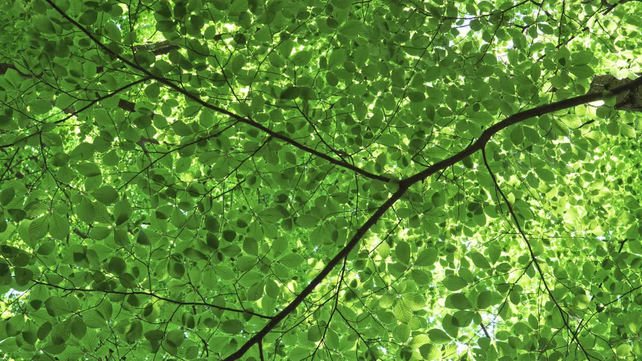 Sunlight filters through lush green leaves, forming a vibrant forest canopy in peaceful nature.