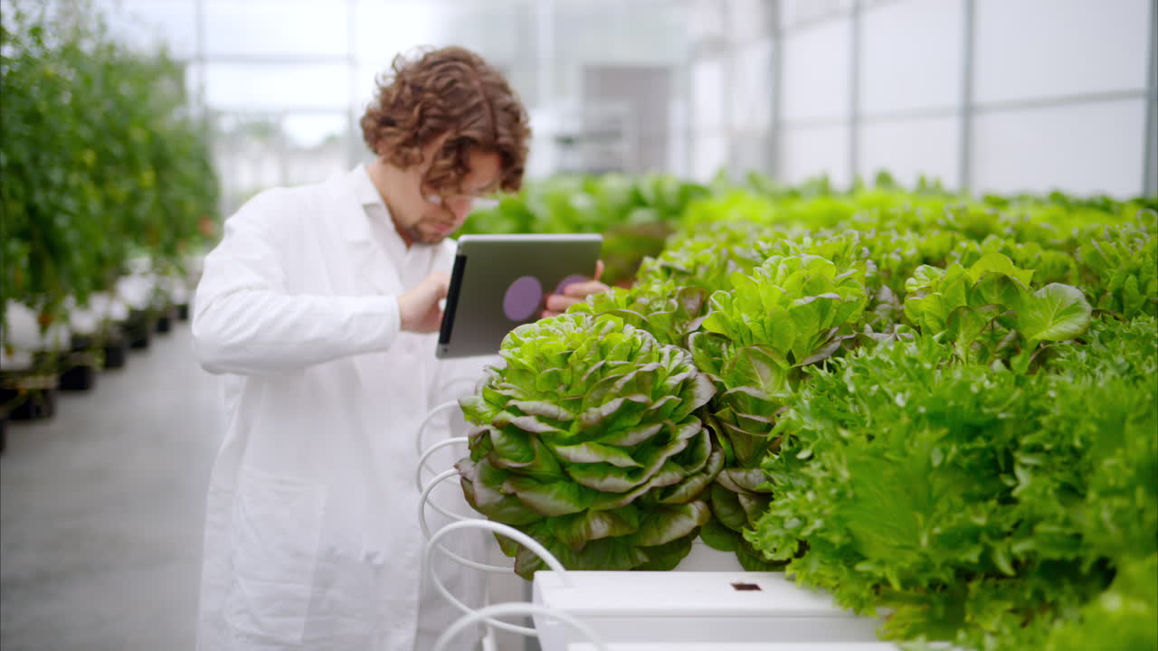Laboratory technician in a white coat, holding a tablet while analysing plants grown with the Hydroponic method in a greenhouse