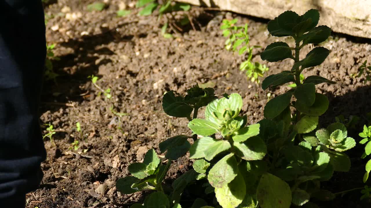 mujer desyerbando el jardín. sombra dura