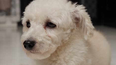 close-up portrait of a toy poodle dog breed indoor