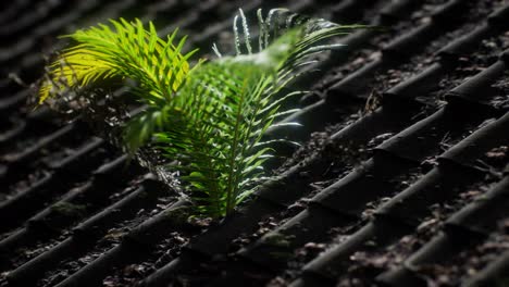 moss and fern on old roof