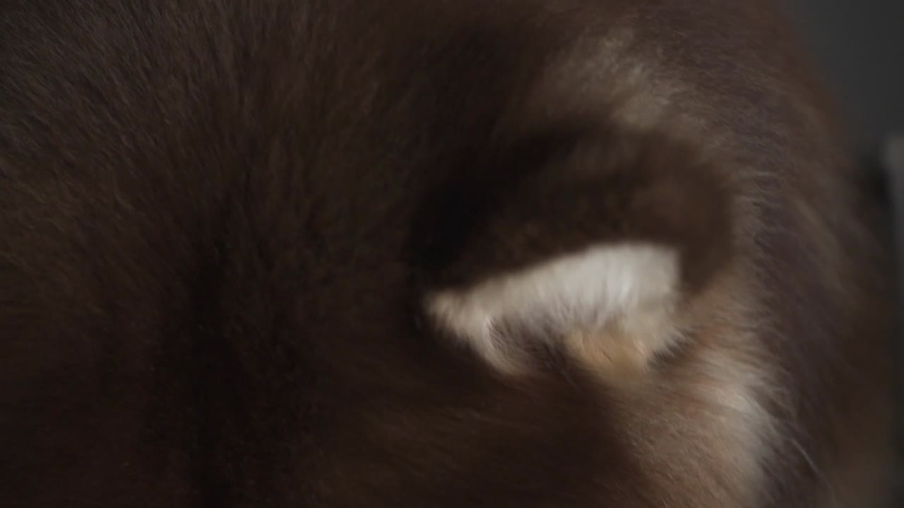 집 안의 계단에 앉아 있는 알래스카 개가 혀를 고 있다