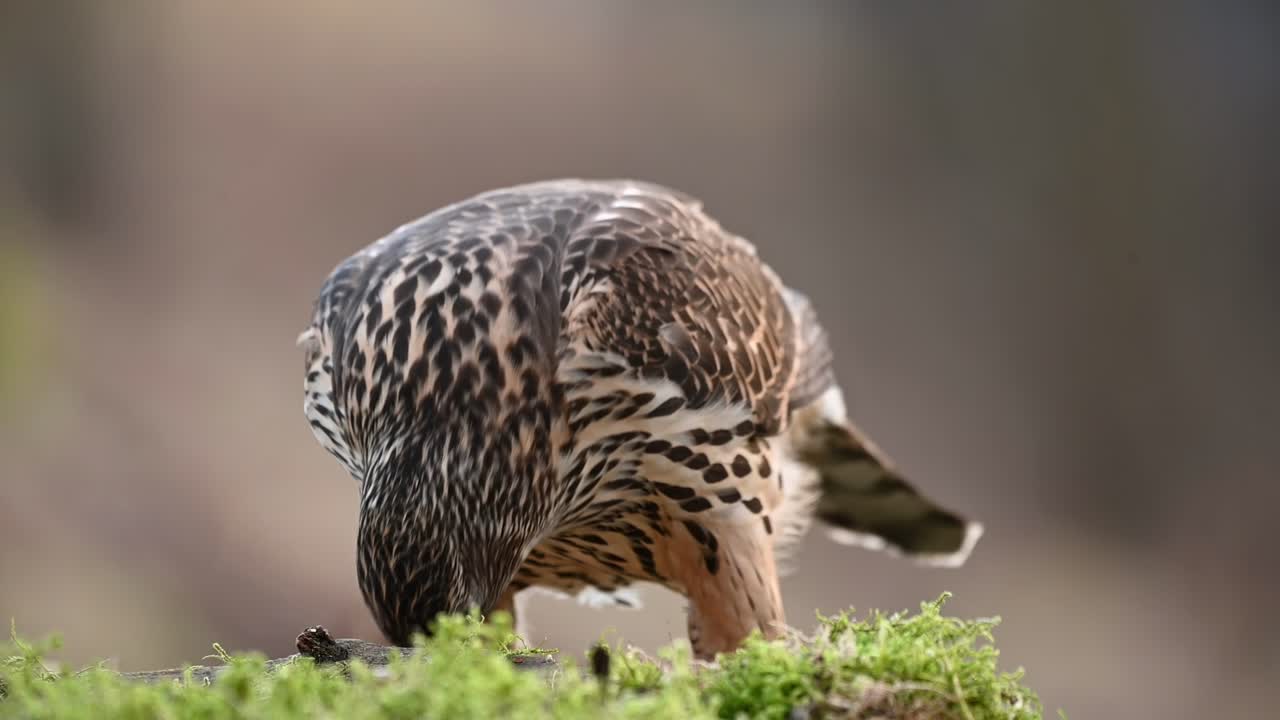 Juvenile Eurasian Goshawk standing on small bed of moss eating after successful hunt, slow motion close up.
