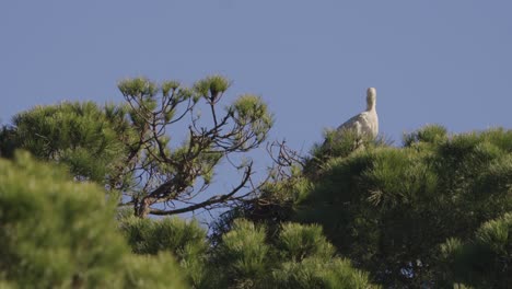 la cigüeña se sienta en las copas de los árboles y mira a su alrededor