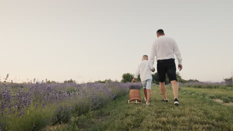 father with hay walking together in lavender field, back view