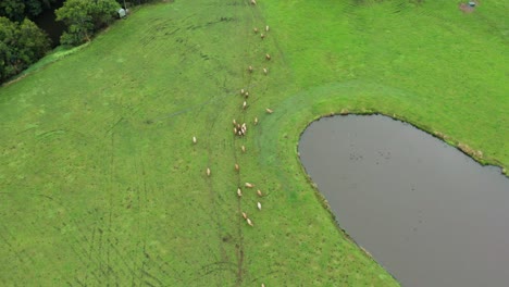 Aerial-of-cows-in-a-paddock-next-to-a-damn