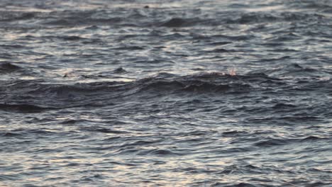 Endangered-Sea-Otters-On-The-Central-Coast-Of-California