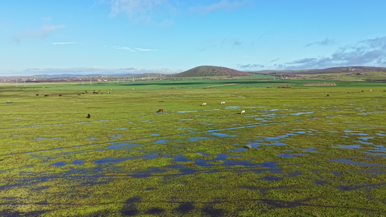 Vaste distese con animali al pascolo sotto un cielo azzurro e limpido in una zona rurale dell'Islanda di giorno.