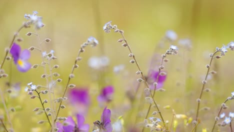 Myosotis-Aus-Nächster-Nähe.-Auf-Der-Nordhalbkugel-Werden-Sie-Umgangssprachlich-Auch-Als-Vergissmeinnicht-Oder-Skorpiongras-Bezeichnet.