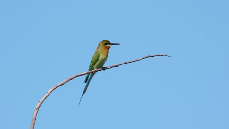 blue-tailed bee-eater merops philippinus perched on a twig with a bee in its beak looking around and then flies away, thailand