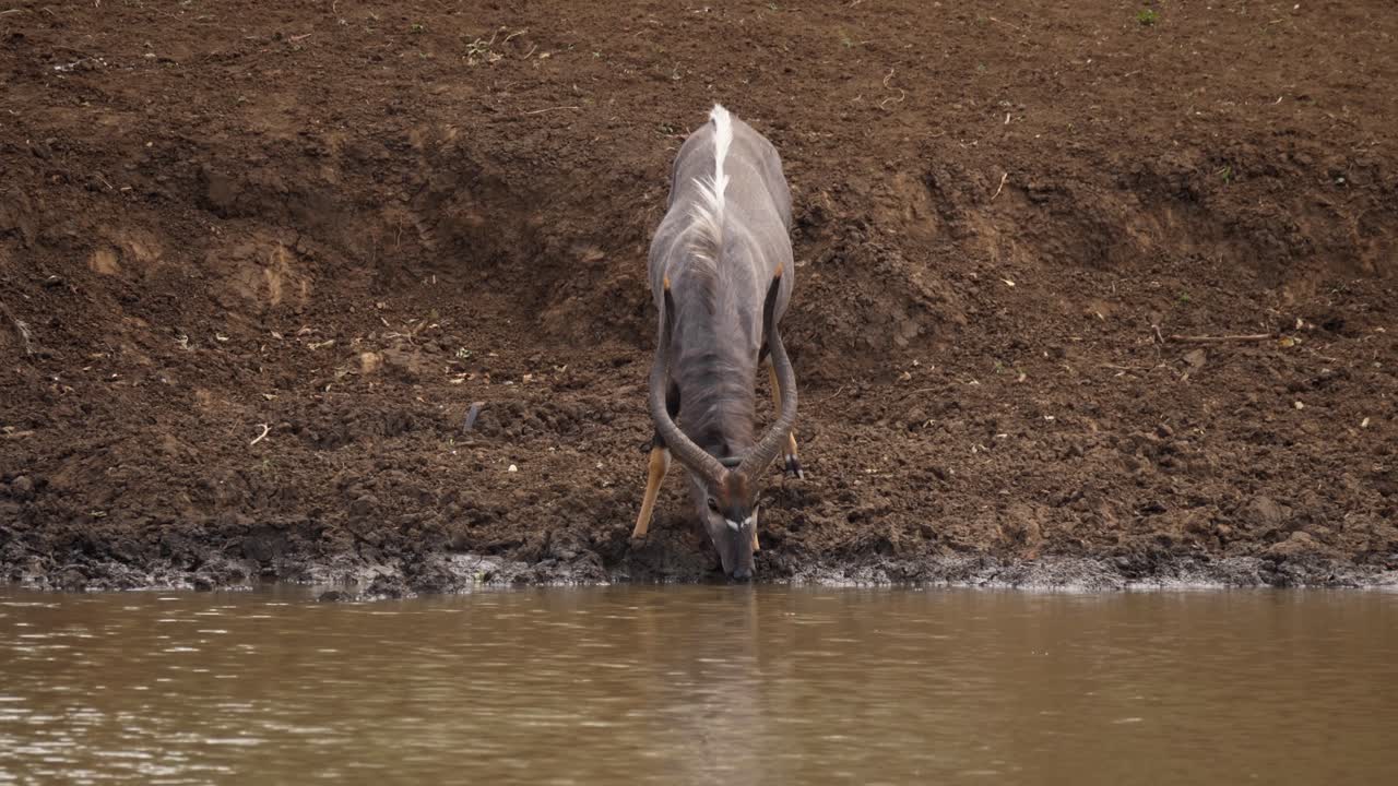 진흙탕 물을 마시고 풍부한 토양에 있는 수컷 니알라 영양의 정면