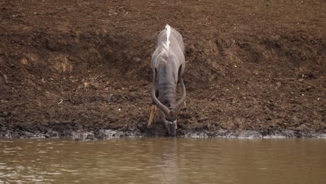 Frontalansicht-Einer-Männlichen-Nyala-Antilope-Auf-Nährstoffreichem-Boden,-Die-Schlammiges-Wasser-Trinkt