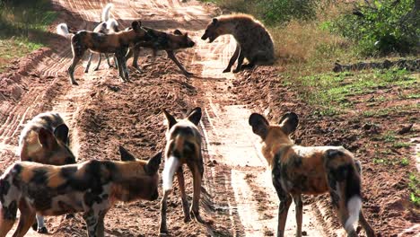 playful african wild dogs annoy hyena on sandy countryside road, south africa