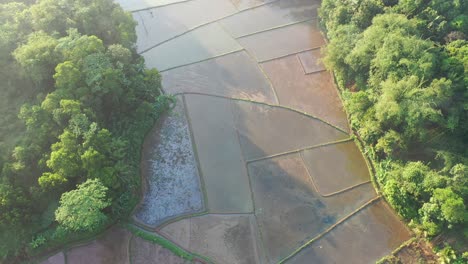 aerial view of a lush rice paddy surrounded by forest