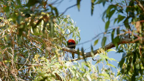 loro de rabadilla roja encaramado en lo alto de un árbol de goma