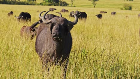 cámara lenta de la manada de búfalos africanos, animales africanos peligrosos en un safari de vida silvestre en masai mara en kenia en la reserva nacional de masai mara, la naturaleza filmada en las llanuras de sabana y el paisaje de hierba alta y larga