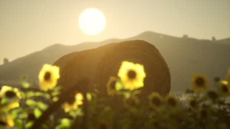 hay bales in the sunset