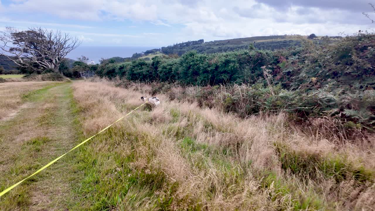 English Springer Spaniel exploring grassy field and long golden grass in the countryside