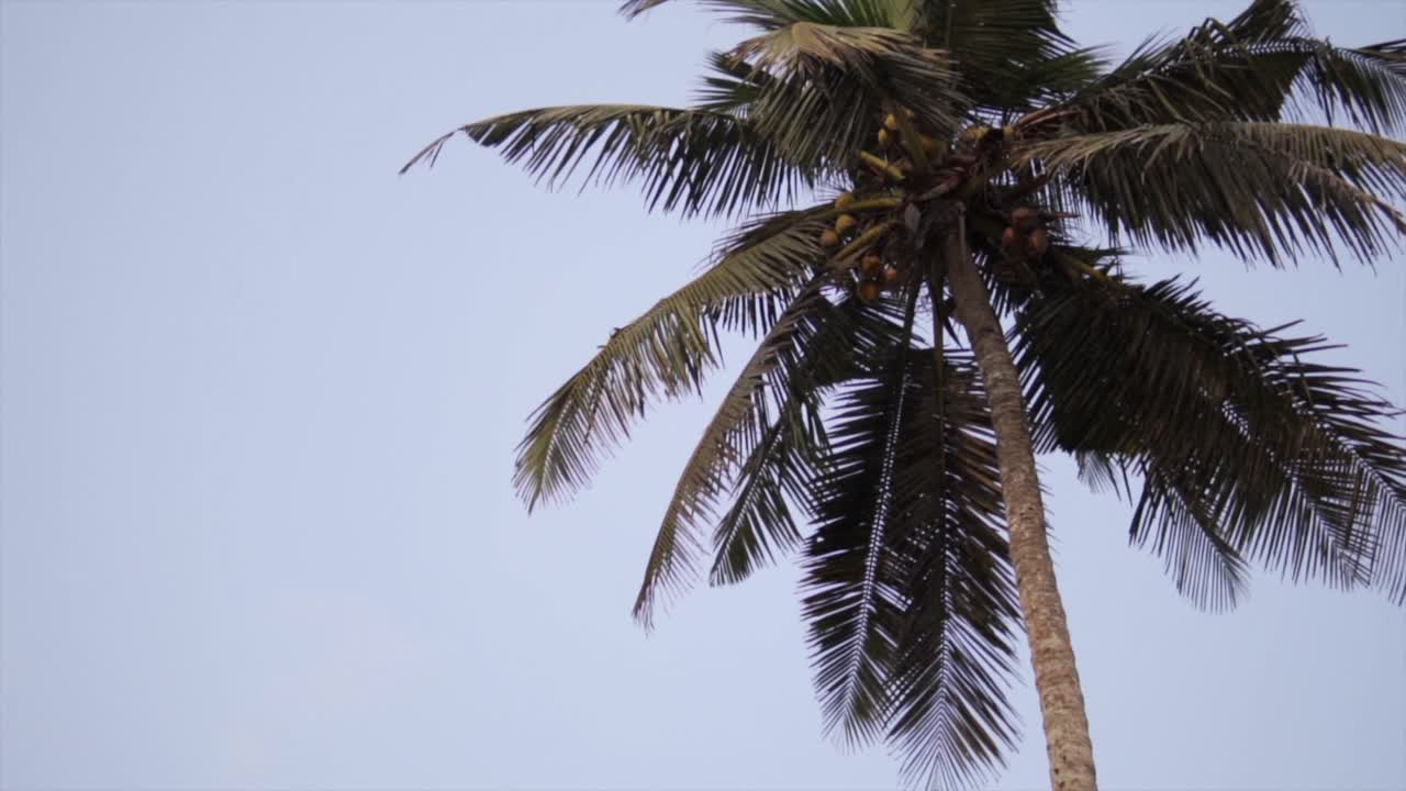 vista inferior de palmeras de coco