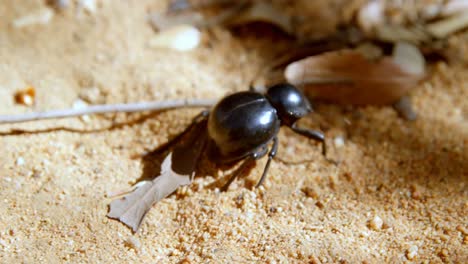 beetle crawling on sand 4k