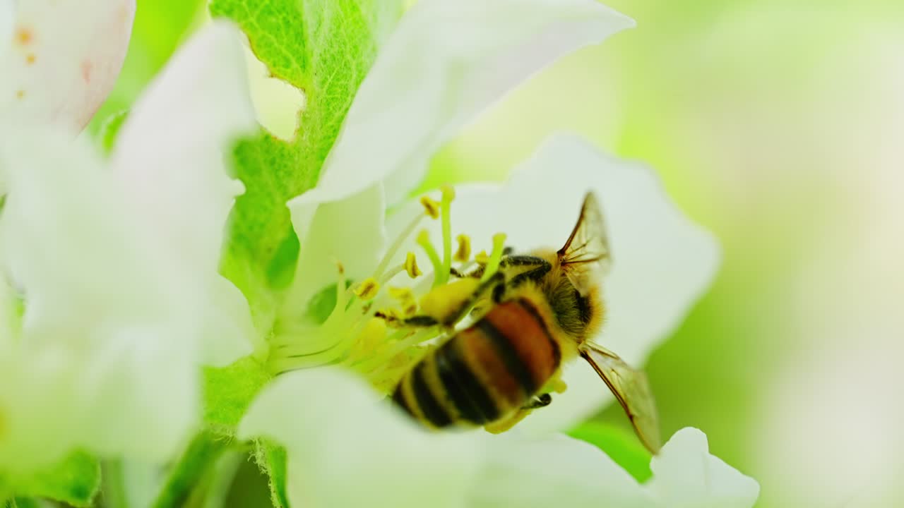 A honeybee collecting nectar from a blooming apple flower, highlighting the vital role of pollinators in nature