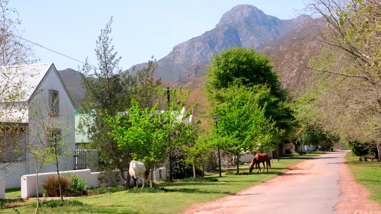 Horses grazing on grass next to roadside of quaint small town of Greyton