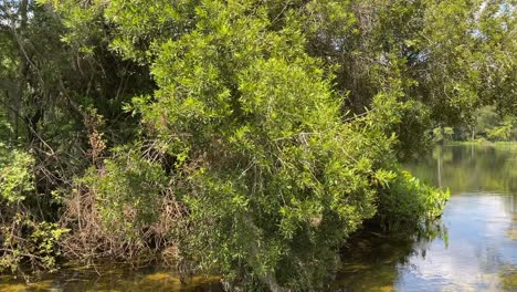 enjoying a boat ride on the river in the wakulla springs state park in tallahassee, florida on a bright summer day