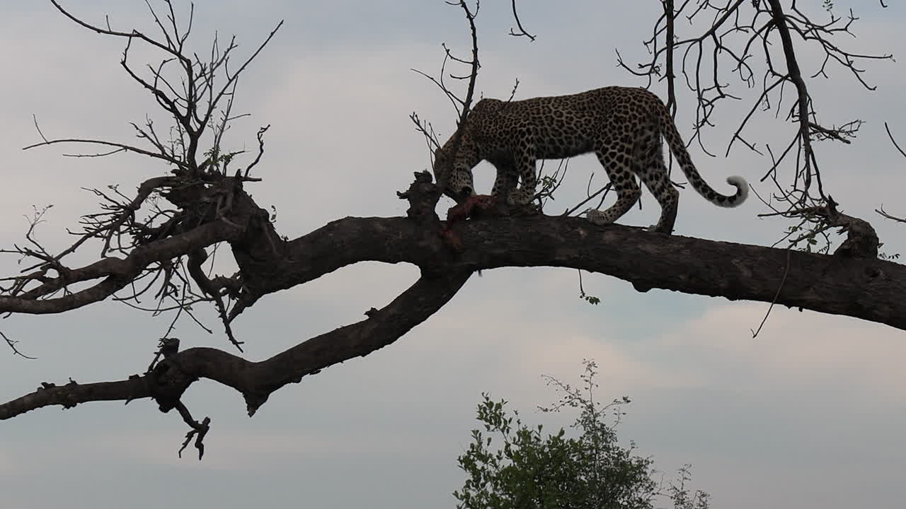 Zooming out from a leopard consuming a mongoose kill on a high tree branch