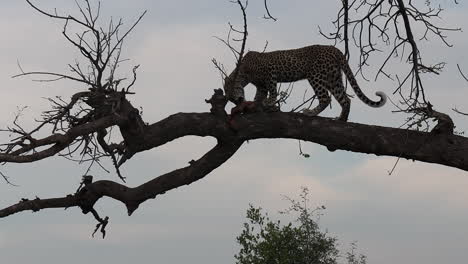 zooming out from a leopard consuming a mongoose kill on a high tree branch