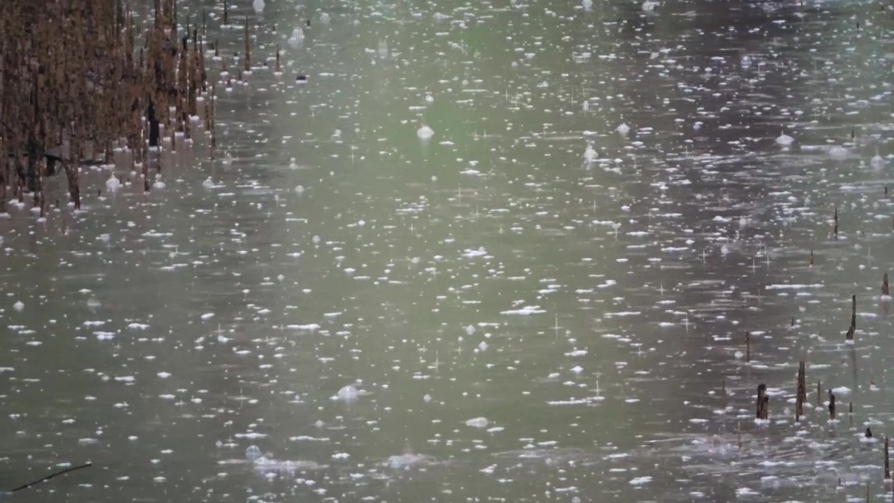 Cinematic heavy rain on pneumatophores beside the cannal in the sundarbans in mid shot