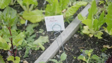 mish melon on the ground in the garden in the soil