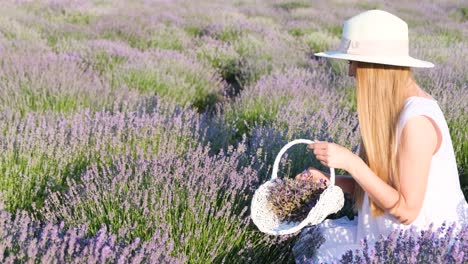 Beautiful Young Woman Harvesting Lavender Beautiful Young Woman Harvesting Lavender a Girl Plucks Lavender in a Basket