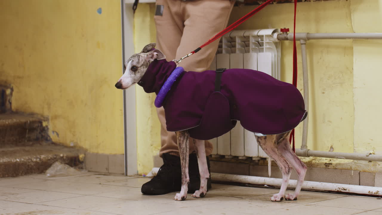 Whippet in purple coat with toy collar stands indoors on leash near person in beige pants and black boots, background features yellow wall, white radiator, dirty stairs, highlighting winter pet fashion