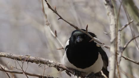 magpie bird perched on tree branch vibrates wings, then hops away