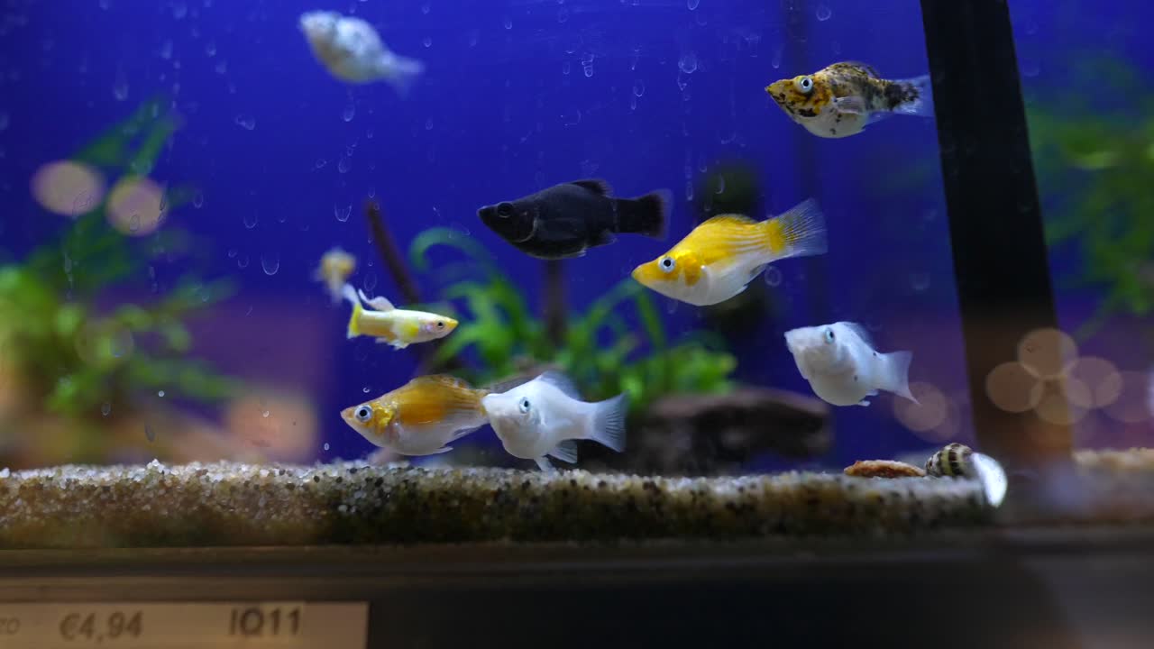 수족관 에 있는 다채로운 물고기