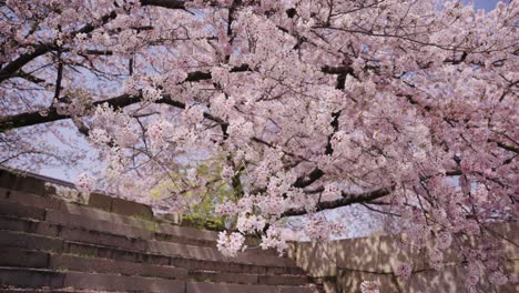 famosa escena floreciente del cerezo sakura del parque de la ciudad japonesa en osaka