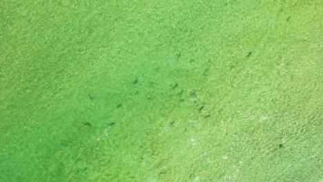 high flying aerial footage of trout swimming in green river